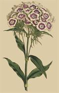 Dianthus barbatus